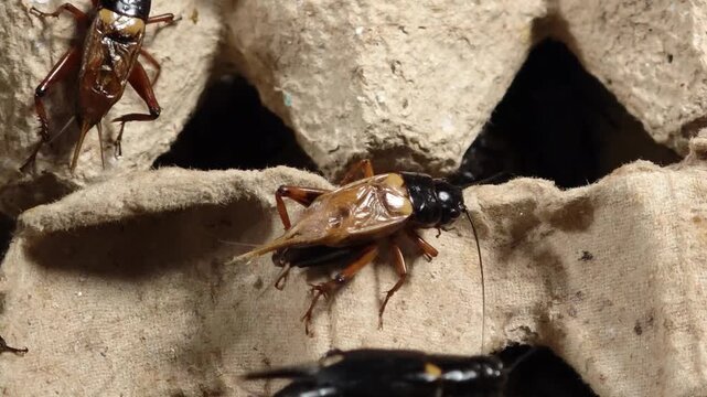 White crickets in the market