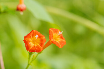 Fototapeta premium 初冬の森 マルバルコウソウの花01