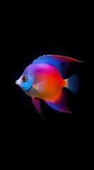 Vibrant Queen Angelfish in the Deep Ocean