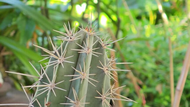 The cactus in the garden has sharp thorns.