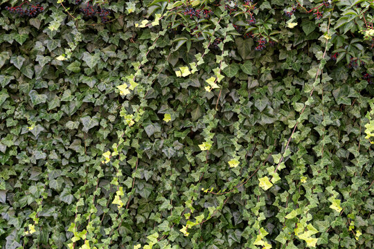 Green tapestry: a wall completely carpeted in ivy with wild grape vines bearing glaucous berries. A lush, natural background perfect for garden design, ecological themes, and botanical concepts.