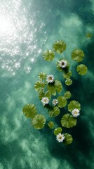 Lily Pads on Tranquil Waters: An aerial view showcases serene beauty with the delicate lily pads floating upon clear, turquoise waters. Witness the dance of nature, a moment of peace and tranquility.