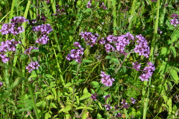 Wild Purple Flowers Blooming in a Lush Green Field origanum vulgare