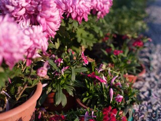 Pink Chrysanthemums in Full Bloom under Soft Sunlight