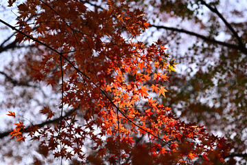 紅葉したモミジ