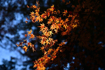 紅葉したモミジ