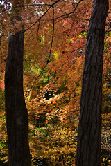 紅葉したモミジ