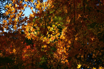 紅葉したモミジ