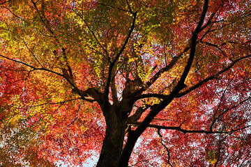 紅葉したモミジ