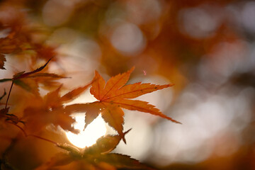 紅葉したモミジ