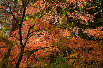 紅葉したモミジ