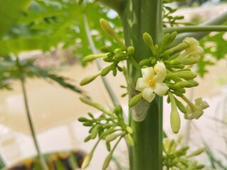 Obraz premium Close up of papaya flower in garden