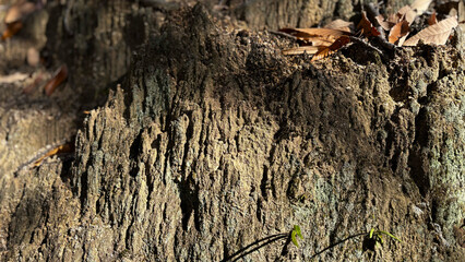 秋の落ち葉と風化した岩肌