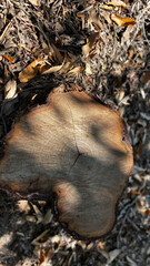 静かな森の切り株と落ち葉