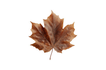 dry brown maple leaf isolated on transparent background, cut out, PNG