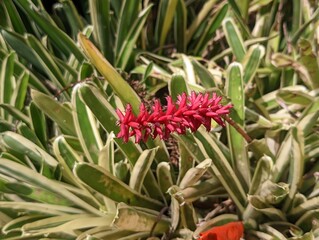 Fototapeta premium Aechmea (Bromelia) flowers are especially useful as beautiful and easy-to-care-for indoor ornamental plants, improving mental well-being (reducing stress), and have the potential to improve air qualit
