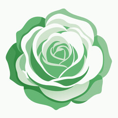 cabbage rose white  on white