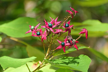 熟してターコイズブルーになったクサギの果実と、ピンク色の萼片