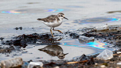 Fototapeta premium Small Bird Walking on Polluted Shoreline with Oil Slick Reflections in Water