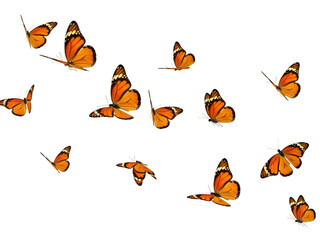 Fototapeta premium A graceful swarm of orange butterflies in motion, showcasing delicate wings and natural beauty. Perfect for nature, spring and decorative designs isolated on white or transparent background.PNG formal
