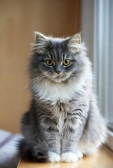 a photo of a cute cat