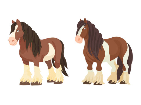Gypsy Vanner horse. Flat vector clipart, illustration with isolated background.
