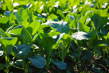 Chinese kale in a garden bed.