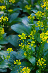 Choy Sum or flowering white cabbage growing in a garden bed