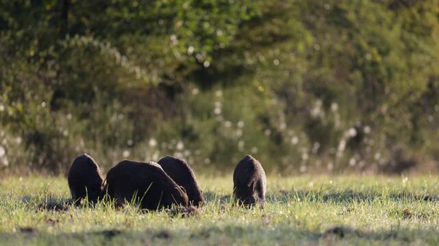 Group of wild boars with a soe and her young piglets turning over the ground in search of food in a plain. Sus scrofa, Sologne, Loiret 45, r&eacute;gion Centre Val de Loire, France, European Union, Europe
