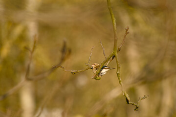 Female common chaffinch perched on a bare tree branch against a soft natural background