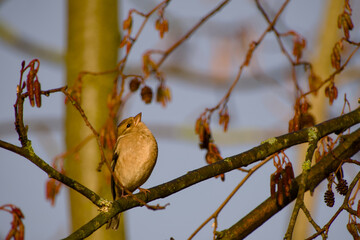 Female common chaffinch resting on a tree branch among catkins and cones