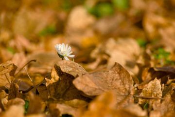 Single common daisy blooming among dry autumn leaves on the ground