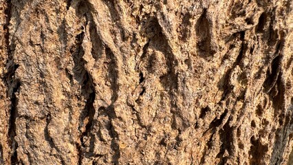 Detailed closeup view of rough brown tree bark showing deep cracks natural textures and rugged organic patterns captured outdoors in warm daylight on white background