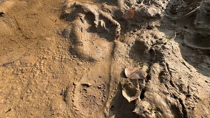 Detailed closeup view of muddy ground featuring clear human barefoot footprint impressions with rich earthy texture and natural outdoor environmental detail on white background
