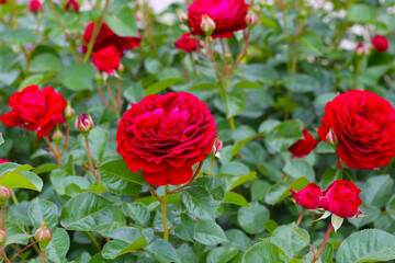 A beautiful rose bush in a public park in Japan