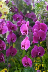 Fototapeta premium Phalaenopsis