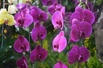 Fototapeta premium Phalaenopsis