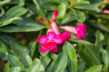 Adenium obesum, Pink desert rose flowers in full bloom.