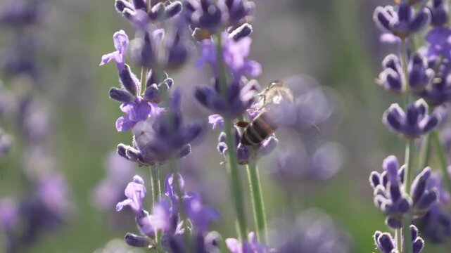 Lavender Field with a Buzzing Bee