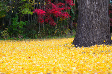 紅葉したイチョウの木