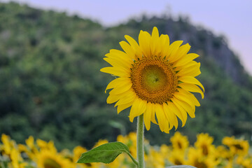 sunflower in the field