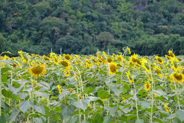field of sunflowers