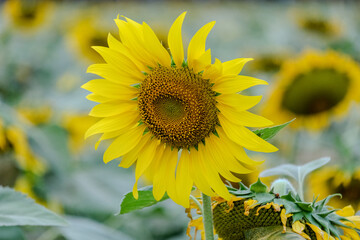 sunflower in the field