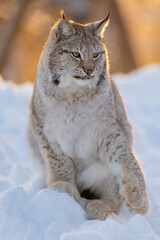 Fototapeta premium Majestic lynx in snowy wilderness