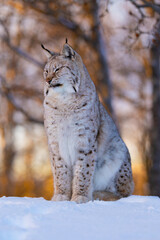 Majestic Lynx in Winter Habitat