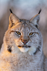 Close-up of a majestic lynx