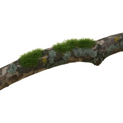 Tree branch with moss growing on it natural woodland element plant life on timber log forest floor nature closeup beauty 