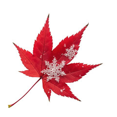 Delicate Snowflakes Resting on a Vibrant Red Maple Leaf Against a Background Keywords: snowflake, snow, winter, autumn, leaf, maple leaf, red leaf, nature