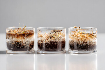 Fototapeta premium Germinating seeds with visible roots and sprouts in glass containers. A scientific experiment showing plant growth and development. Botany and agriculture research concept