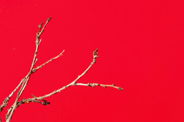 Bare Tree Branches Against a Solid Vibrant Red Background for Abstract Winter or Tet Design